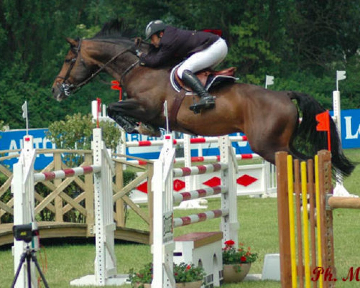 stallion Vesuvius van het Moeshof (Belgian Warmblood, 1998, from Darco)