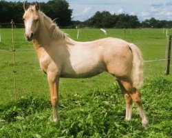 dressage horse Brisca (German Riding Pony, 2023, from Mescal 15)