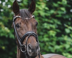 dressage horse Falihandro's Stern (Rhinelander, 2018, from Falihandro)