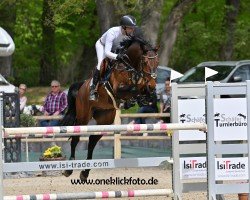 jumper Caramba 124 (Oldenburg show jumper, 2018, from Casiro I)