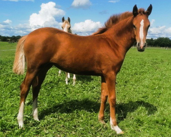 Dressurpferd Bacardi (Deutsches Reitpony, 2023, von Don Papa WE)