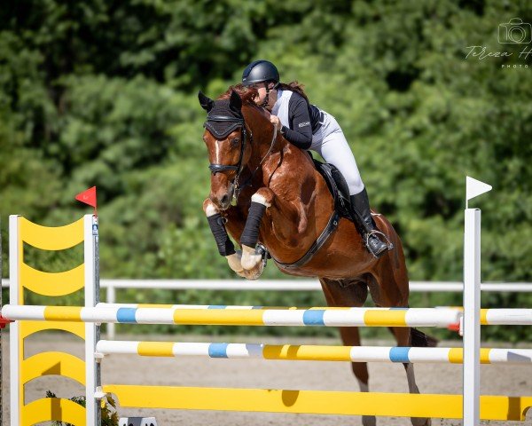 jumper Loki 98 (German Sport Horse, 2012, from Lemwerder)