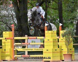 jumper Caracho 24 (Oldenburg show jumper, 2016, from Clintissimo 197 FIN)