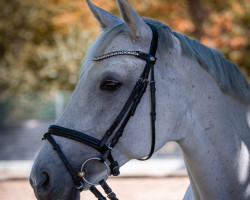 dressage horse My Little Dream 3 (Hanoverian, 2009, from Dauphin)