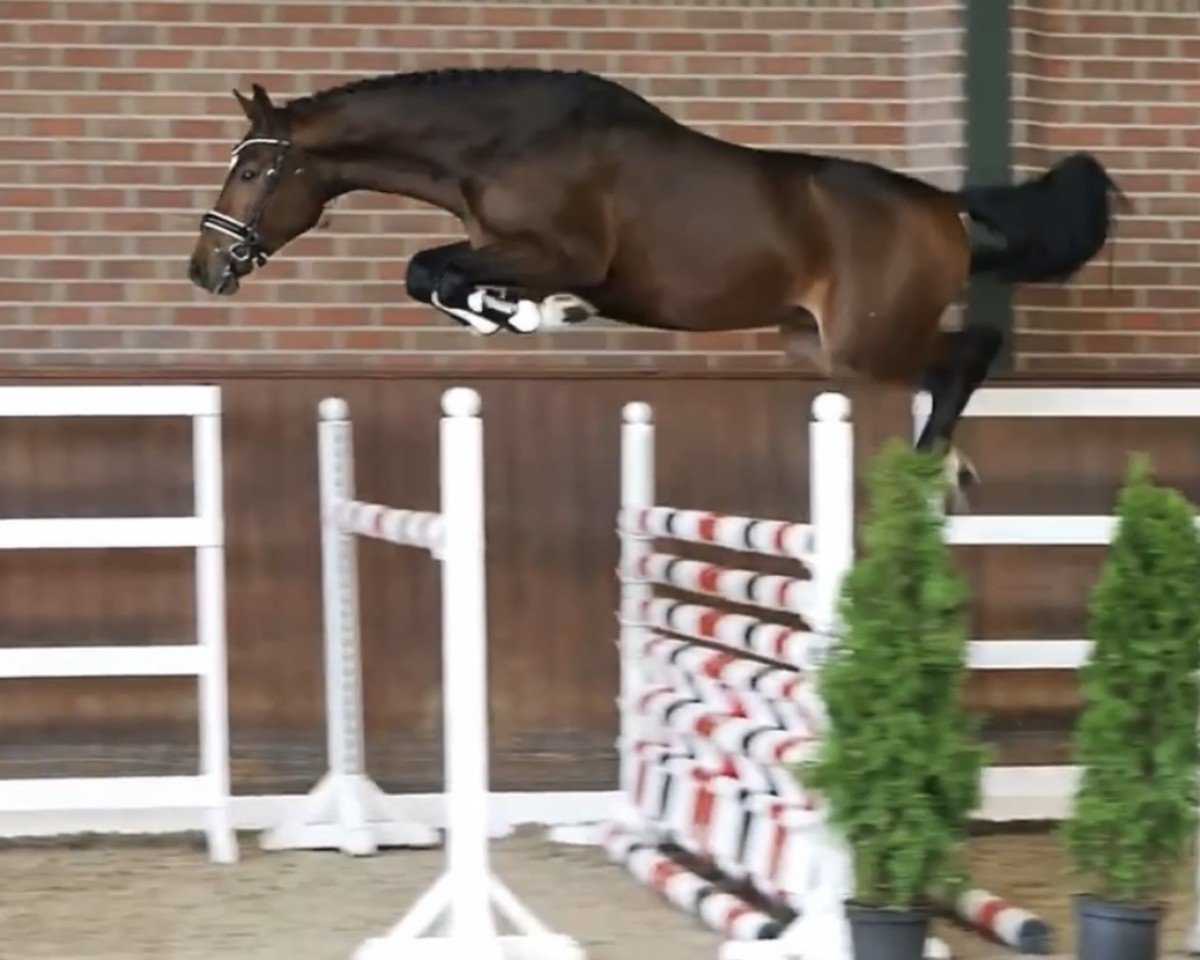 Deckhengst Cornet's Quidamo (Oldenburger Springpferd, 2020, von Cornet de Semilly)