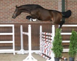 stallion Cornet's Quidamo (Oldenburg show jumper, 2020, from Cornet de Semilly)