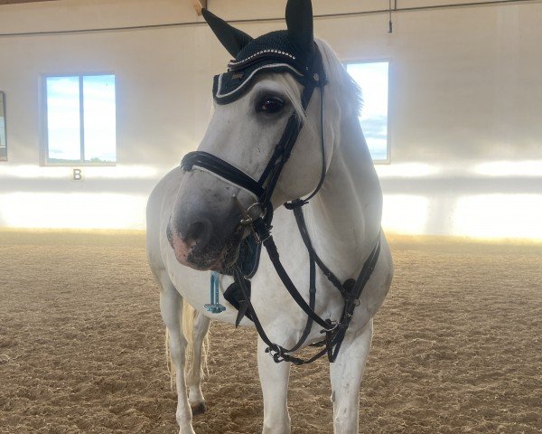 dressage horse Zobi (Lusitano, 2004)