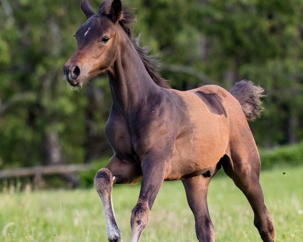 dressage horse Night Wonder (Welsh Partbred, 2021, from FS New Look)