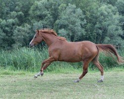 dressage horse Foxie de Luxe JB (German Riding Pony, 2022, from FS Champion de Luxe)