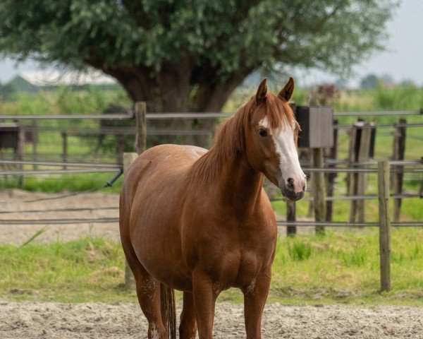 Dressurpferd Mrs. Fortune JB (Deutsches Reitpony, 2021, von FS Mr. Right)