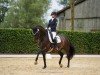 dressage horse Dailymotion (Hanoverian, 2011, from Dannebrog)