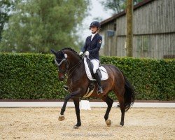 dressage horse Dailymotion (Hanoverian, 2011, from Dannebrog)