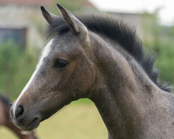 Fohlen von Day of Spring JB (Deutsches Reitpony, 2024, von Daydreamer)