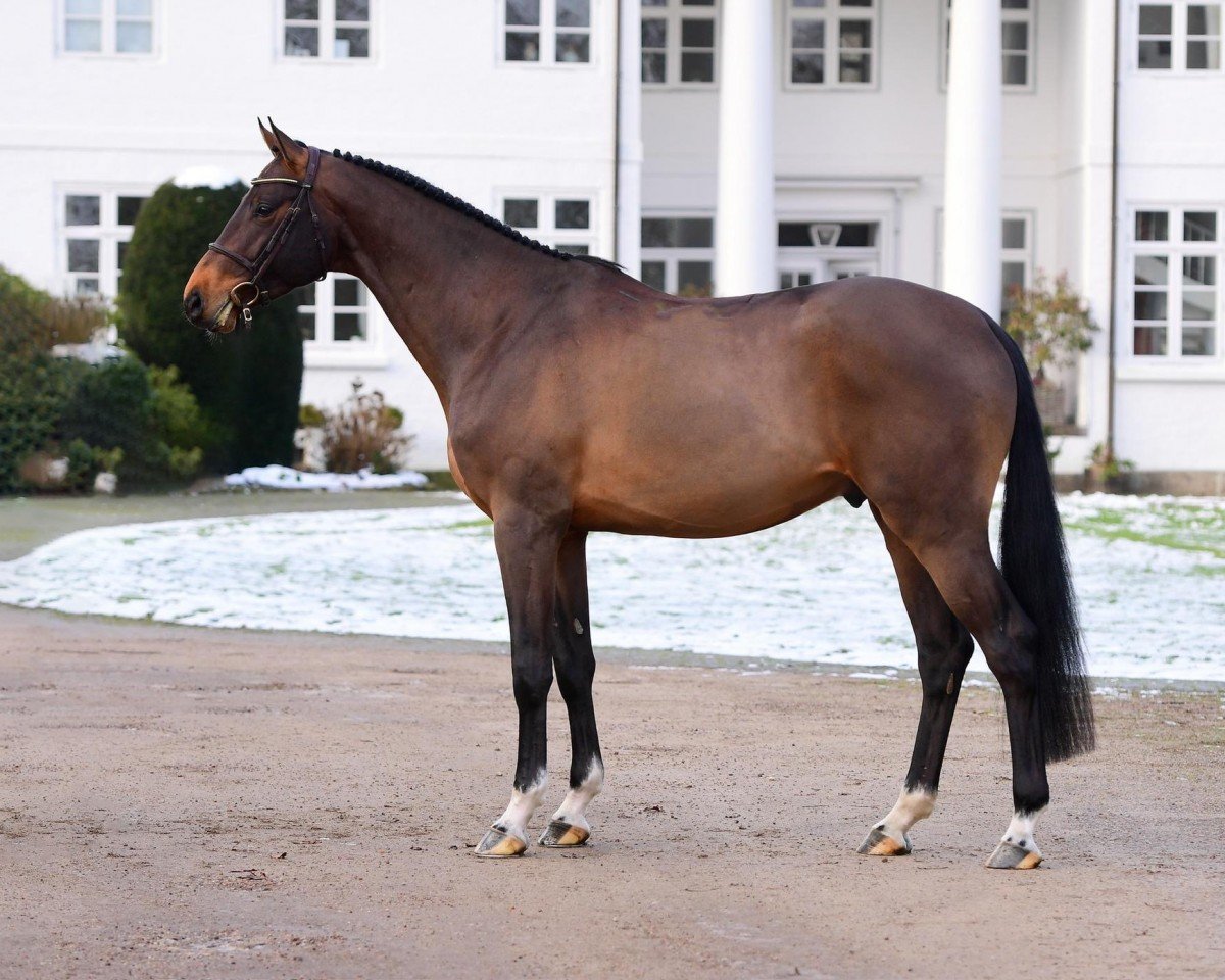 Deckhengst Fritzenhof's Deejay (Holsteiner, 2020, von Dominator 2000 Z)