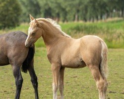 foal by Caramel JB (German Riding Pony, 2024, from FS Champion de Luxe)