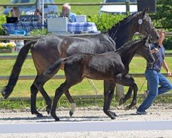 foal by Stute von Captain Pezi / Cordato (Oldenburg show jumper, 2024, from Captain Pezi)