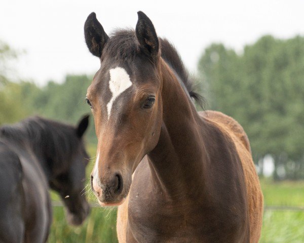 foal by Numero 17 JB (German Riding Pony, 2024, from Fs Numero Uno)