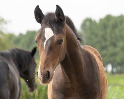 foal by Numero 17 JB (German Riding Pony, 2024, from Fs Numero Uno)