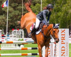 jumper Hargane vd Potaarde (Belgian Warmblood, 2007, from Diamant de Semilly)