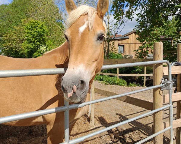 broodmare Briska (unknown,  , from Afram Max)