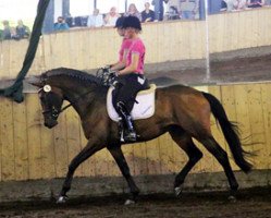 broodmare Crabamboli M. (Trakehner, 2010, from Karl Lagerfeld)