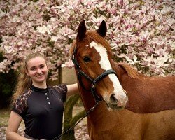 dressage horse Gutek (Polish Warmblood, 2016, from Egerro)