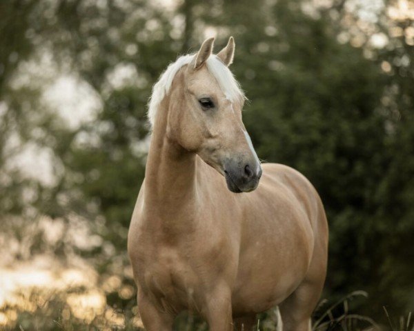 dressage horse Dance on the Moon (German Riding Pony, 2016, from Dating At NRW)