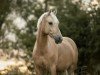 dressage horse Dance on the Moon (German Riding Pony, 2016, from Dating AT NRW)