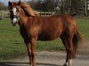 Pferd Gina's Dancer (Deutsches Reitpony, 1998, von FS German Dancer)