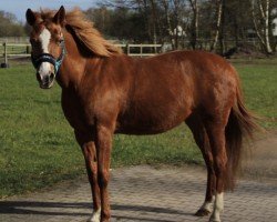 horse Gina's Dancer (German Riding Pony, 1998, from FS German Dancer)