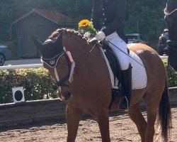 dressage horse Belvedere 43 (German Riding Pony, 2003, from Bastello)