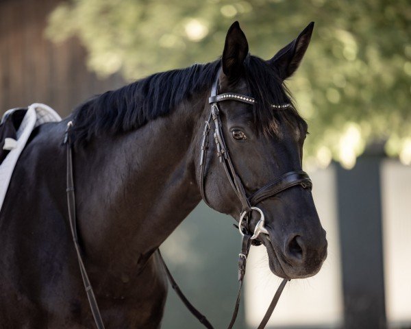 Dressurpferd Shelby (Bayer, 2013, von Duke of Oldenburg)