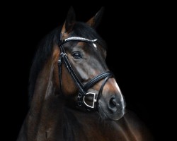 dressage horse Baily (Hanoverian, 2017, from Buckingham)