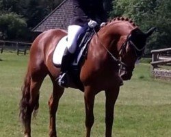 dressage horse I mog ihn (Rheinländer, 2010, from Imparo)