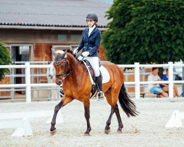 dressage horse Glücksgriff JSO (German Riding Pony, 2020, from Gabalier)