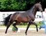 dressage horse Naxos (Trakehner, 2014, from Elfado)