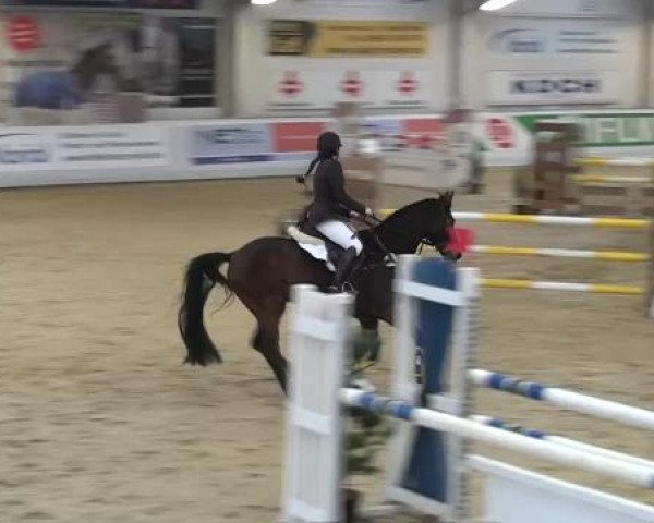 Hallenspringturnier in Borken 2013