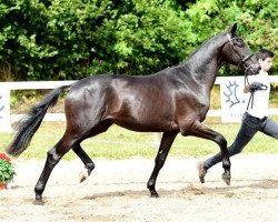 Dressurpferd Hofmeister (Trakehner, 2014, von Schwarzgold)