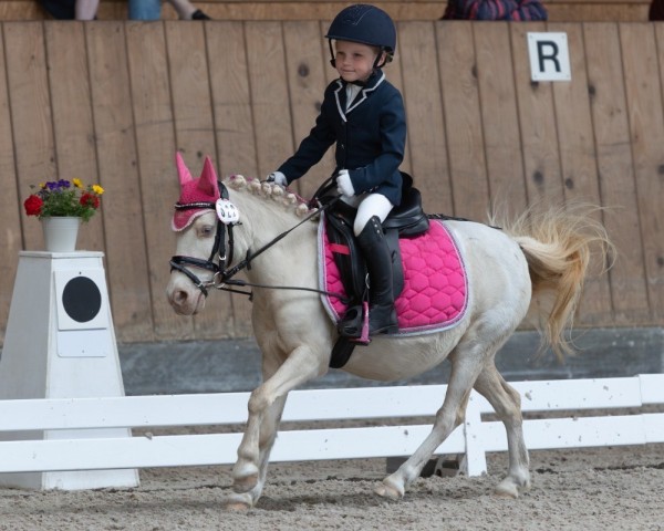 broodmare Kaschyra (Shetland Pony, 2007, from Karon III)