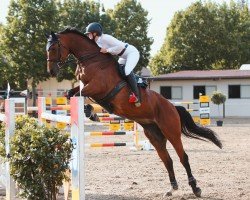 jumper Nora Crazy Lady (German Sport Horse, 2012, from Crazy true Colour)