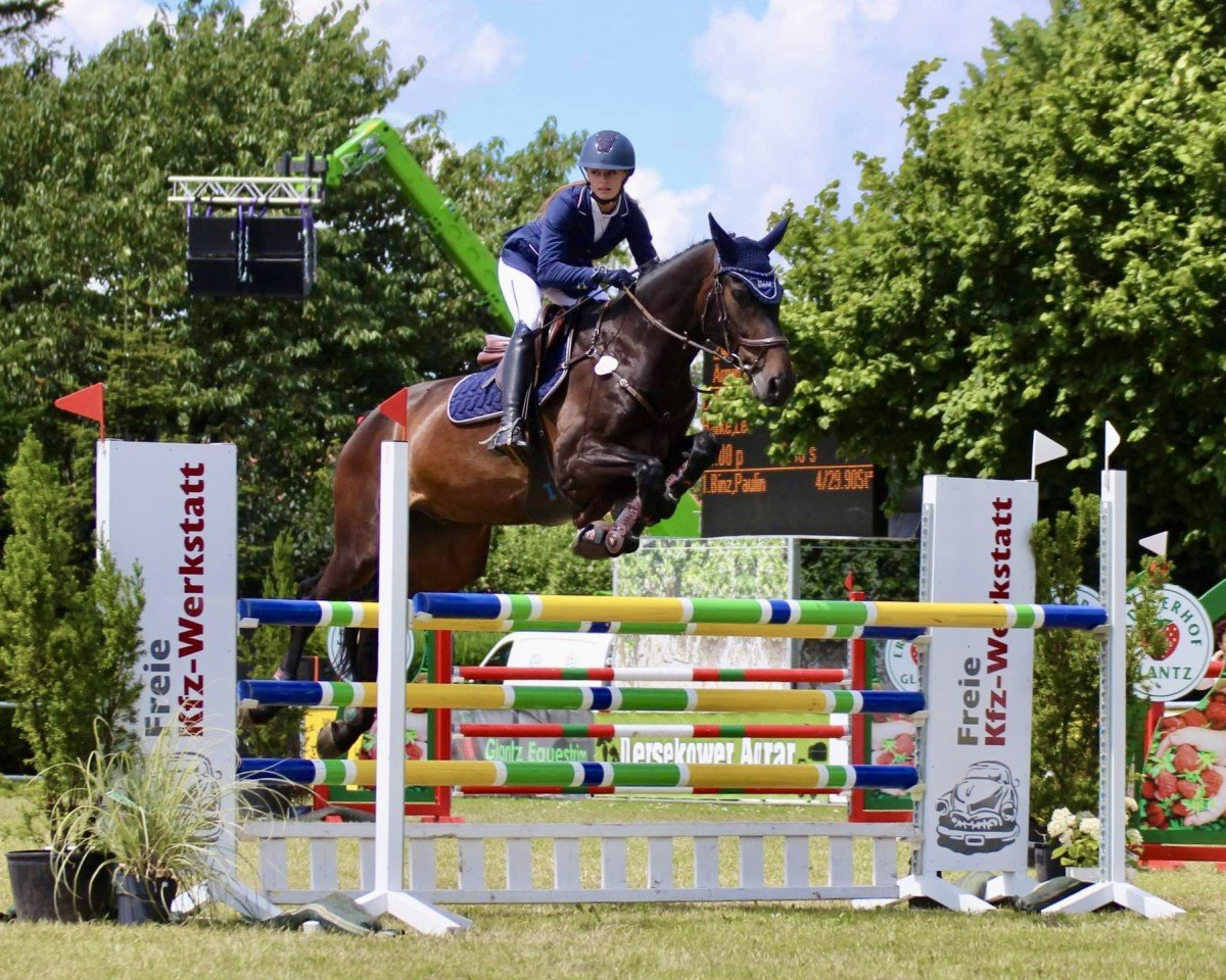 jumper Call of Duty van de Bosweg Z (Zangersheide riding horse, 2016, from Canterbury)