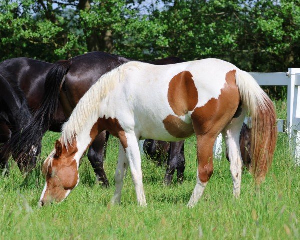 dressage horse Camar Qashmira (German noble blood horse, 2022, from Gabun)