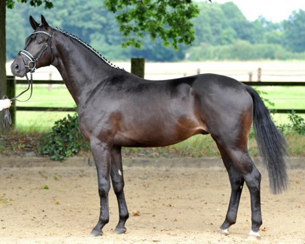 dressage horse Magic Lord (Trakehner, 2014, from Zauberlord)