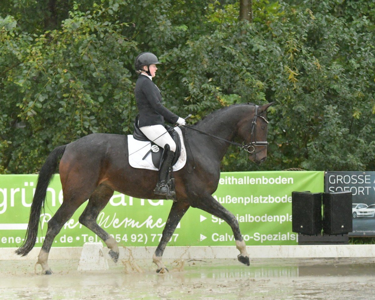dressage horse Fall For Me (Oldenburg, 2017, from Fidertanz)