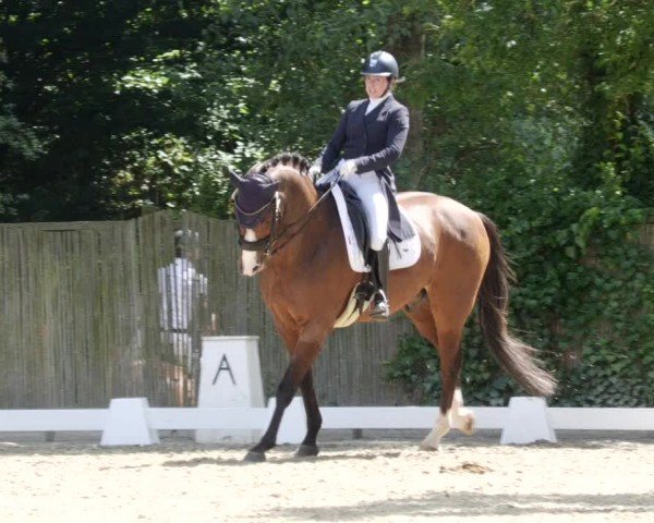 Reitturnier Heddesheim 2024