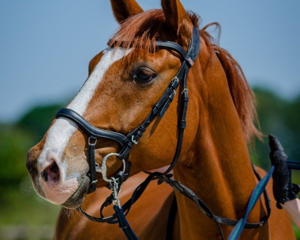 Pferd Wimpiduu (Hannoveraner, 2015, von Weltmeyer)