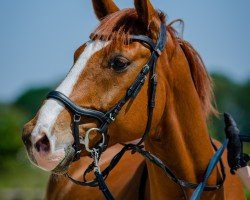 horse Wimpiduu (Hanoverian, 2015, from Weltmeyer)