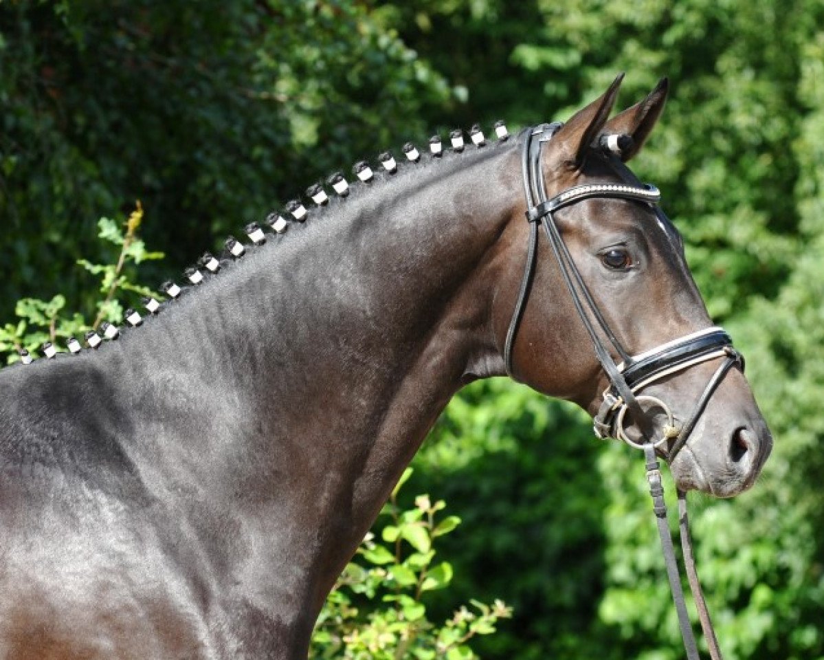 stallion Ibsen 27 (Trakehner, 2014, from Checkpoint)