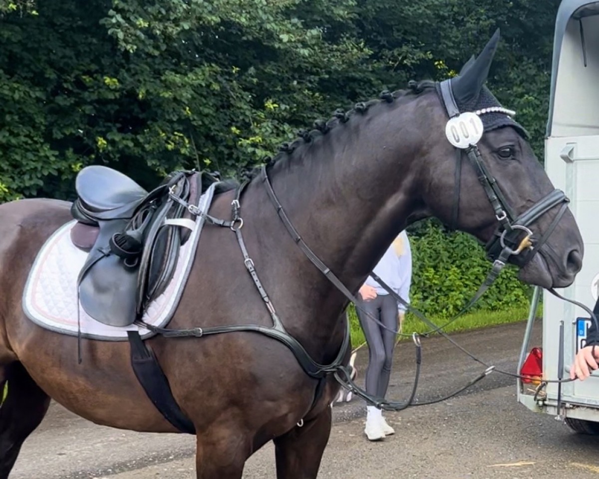jumper A Dream of a boy (Trakehner, 2012, from Assistent)