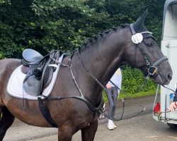 dressage horse A Dream of a boy (Trakehner, 2012, from Assistent)